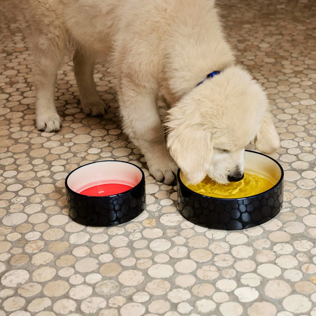 Dogs Bowl Large- Blue, Yellow - Image 2