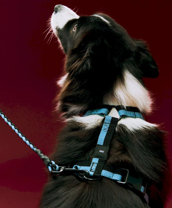 HAY Dogs Harness - Multi Colour - Image 2
