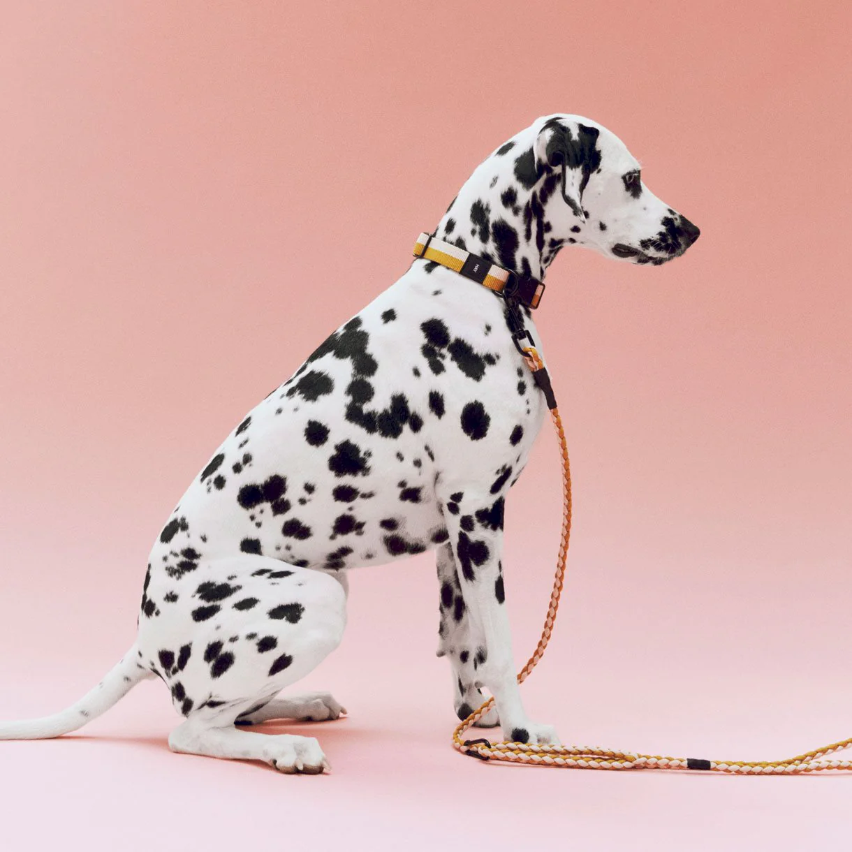 HAY Dogs Leash-Braided Adj-Blue, Blk M/L - Image 2