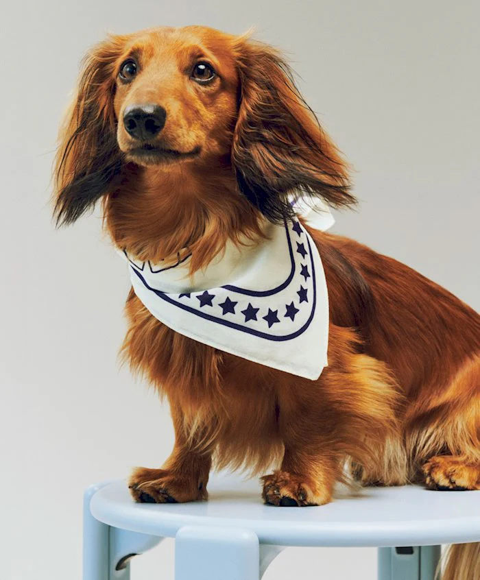 HAY Dogs Scarf (Recycled) - Off-White - Image 2